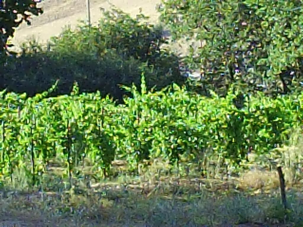 Agriturismo San Pietro Gangi Exterior photo